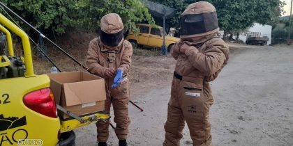 Ninhos de vespa asiática encontrados no concelho de Marvão