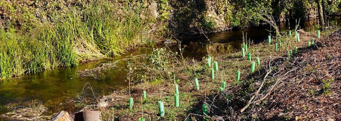 Plantação de espécies autóctones nas margens do rio Sever